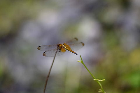 dragonfly landing, tilt-shift linsefotografering, guldsmed, stilk, insekt, aborre, tæt på, dyreliv, hvirvelløse, dyre temaer, dyr, et dyr, dyr i naturen, dyrefløj, fokus på forgrunden, plante, natur, ingen mennesker, skønhed i naturen, udendørs, dyr kropsdel, dag, plante del, perching, naturlig tilstand, 5K, CC0, offentligt domæne, royaltyfrie