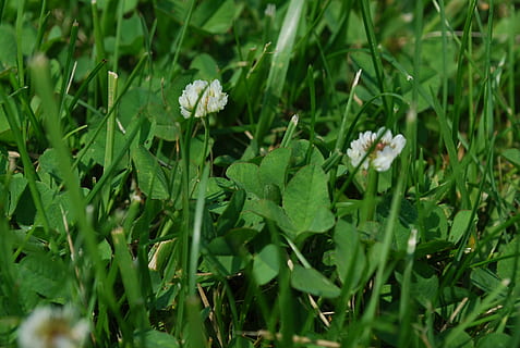 gras, Klaver, bloem, de lente, dag, Iers, weide, zomer, gazon, tuin-, Lucky, buitenshuis, bloeien, bloemblad, milieu, fabriek, groene kleur, groei, schoonheid in de natuur, bloeiende plant, versheid, deel van de plant, blad, veld-, natuur, breekbaarheid, kwetsbaarheid, detailopname, land-, selectieve aandacht, geen mensen, bloemhoofd, 2K, CC0, publiek domein, royaltyvrij
