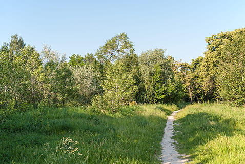 Pfad, Wald, Natur, Bäume, Park, Landschaft, Sommer-, Bummel, lebende Natur, Blätter, Baumstämme, Grüns, im Park, Lichtung, Gras, die Büsche, Rätsel, Reise, Sonne, Baum, draußen, grüne Farbe, szenen, ländliche Szene, keine Leute, Wasser, Fluss, Pflanze, Schönheit in der Natur, Himmel, Ruhe, Wachstum, Land, ruhige Szene, Tag, klarer Himmel, Nicht-städtische Szene, Fußweg, Szenen - Natur, Umgebung, Richtung, 4K, CC0, gemeinfrei, lizenzfrei