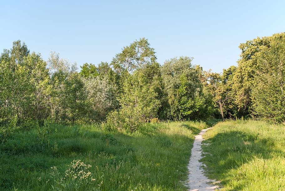 Pfad, Wald, Natur, Bäume, Park, Landschaft, Sommer-, Bummel, lebende Natur, Blätter, Baumstämme, Grüns, im Park, Lichtung, Gras, die Büsche, Rätsel, Reise, Sonne, Baum, draußen, grüne Farbe, szenen, ländliche Szene, keine Leute, Wasser, Fluss, Pflanze, Schönheit in der Natur, Himmel, Ruhe, Wachstum, Land, ruhige Szene, Tag, klarer Himmel, Nicht-städtische Szene, Fußweg, Szenen - Natur, Umgebung, Richtung, 4K