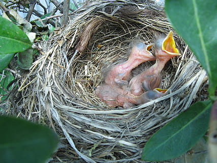 bird, nest, risers, young animal, animal nest, animal themes, young bird, animal, group of animals, vertebrate, new life, beginnings, bird nest, animals in the wild, animal wildlife, no people, animal family, nature, high angle view, two animals, day, animal egg, outdoors, beak, 2K, CC0, public domain, royalty free