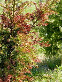 arboles, plantas, Pino verde, hojas rojas, verde, rojo, hojas, frondoso, ramas, tallos, follaje, flora, otoño, estaciones, creciente, jardinería, jardines, salvaje, verdor, brillante, al aire libre, bosque, naturaleza, planta, crecimiento, color verde, nadie, día, belleza en la naturaleza, árbol, tranquilidad, botánica, rama, de cerca, luz del sol, tierra, centrarse en primer plano, Pino, campo, frescura, árbol conífero, aguja - parte de la planta, 4K, CC0, dominio público, libre de derechos