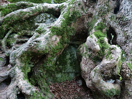 monstre de l'arbre, cobert, molsa, arrel, nodrit, arbre, arrels d’arbres, deformes, vell, fusta, arbre vell, naturalesa, bosc, fons, planta, textura, creixement, cap gent, aspre, dia, primer pla, marc complet, rock, tranquil·litat, tronc de l'arbre, tronc, rock - object, a l'aire lliure, color verd, sòlid, escorça, efecte texturat, liquen, 4K, CC0, domini públic, lliure de regalies