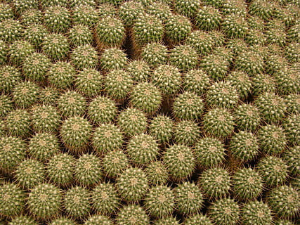 Texture, Cactus, Botanical, Flora, nature, horticulture, food, fruit, freshness, close-up, backgrounds, full frame, pattern, no people, textured, plant, abundance, large group of objects, food and drink, high angle view, day, land, outdoors, market, growth, agriculture, healthy eating, 2K, CC0, public domain, royalty free