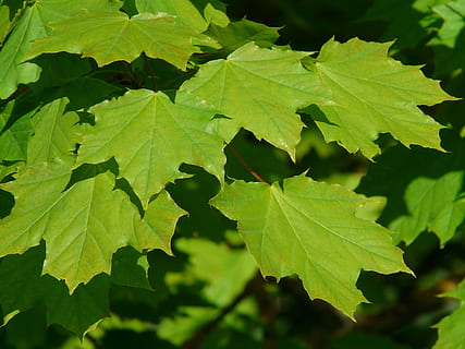 maple, maple leaves, leaf, tree, green, light, norway maple, acer platanoides, needle leaf maple, sun, illuminate, deciduous tree, acer, plant part, green color, plant, growth, close-up, nature, beauty in nature, day, no people, leaves, outdoors, leaf vein, full frame, sunlight, focus on foreground, backgrounds, freshness, natural pattern, 2K, CC0, public domain, royalty free