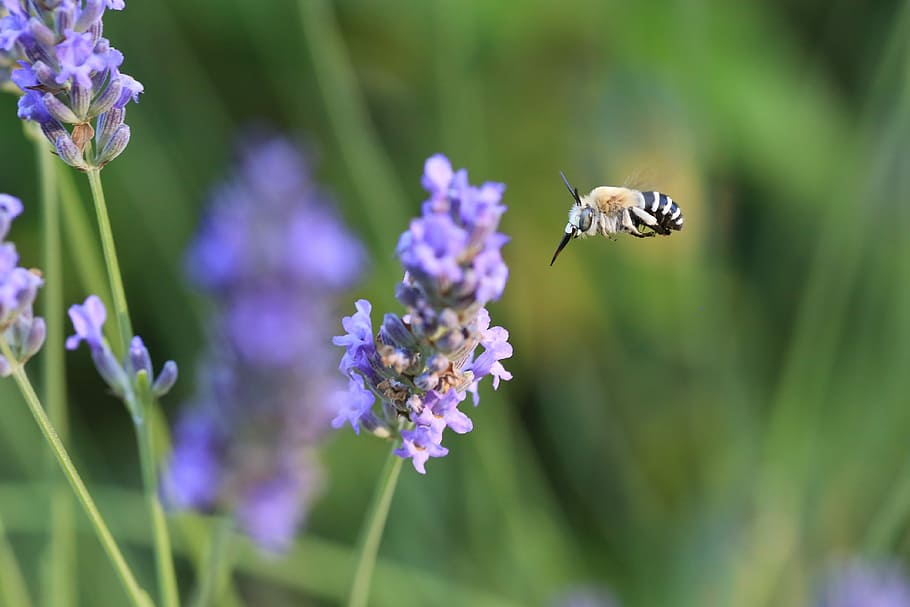 espígol, abella, flor, macro, naturalesa, farratge, insecte, pol·len, jardí, mel, treballador, camp, primavera, provence, porpra, Bourdon, violeta, plantes, estiu, sol, camps, llum, verd, floració, colors, un animal, animals a la natura, temes d'animals, planta amb flors, animal, invertebrat, fauna animal, planta, bellesa a la natura, fragilitat, vulnerabilitat, pètal, cap de flor, primer pla, frescor, polinització, creixement, cap gent, ala dels animals, flotant, a l'aire lliure, papallona - insecte, 4K