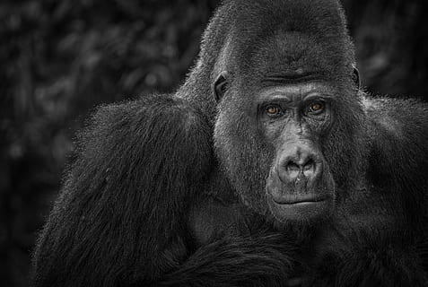 gråtonebilde, gorilla, ape, se, svart, hvit, portrett, svart og hvitt opptak, dyreliv fotografering, hode, dyreportrett, primat, pattedyr, dyreliv, dyr i naturen, ser på kameraet, nærbilde, fokusere på forgrunnen, ett dyr, ingen folk, svart farge, dag, ser, tanke, 2K, CC0, offentlig domene, opphavsrett gratis