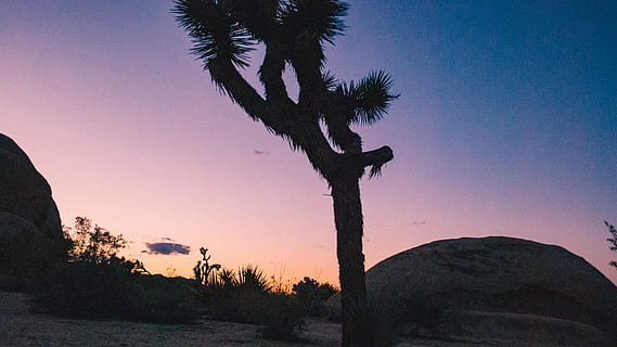 parc nacional de joshua tree, silueta, arbre, formació de roca, cel, rock, posta de sol, sol, planta, escenics - natura, naturalesa, tranquil·litat, escena tranquil·la, cap gent, muntanya, bellesa a la natura, paisatge, medi ambient, desert, cel clar, terra, tronc de l'arbre, escena no urbana, tronc, a l'aire lliure, arbre de coníferes, 4K, CC0, domini públic, lliure de regalies