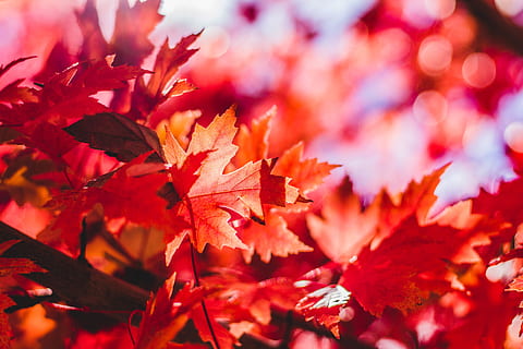 selektiv, fokus, bokeh fotografering, rød, ahorn blad, blade, blad, ahorn, faldende, efterår, sæson, Canada, canadiske, botanisk, natur, vener, Fallen, sæson-, løv, plante del, lave om, plante, skønhed i naturen, ahorntræ, ingen mennesker, baggrunde, tæt på, træ, fuld ramme, selektiv fokusering, orange farve, afdeling, dag, fokus på forgrunden, udendørs, naturlig tilstand, efterårssamling, 5K, CC0, offentligt domæne, royaltyfrie