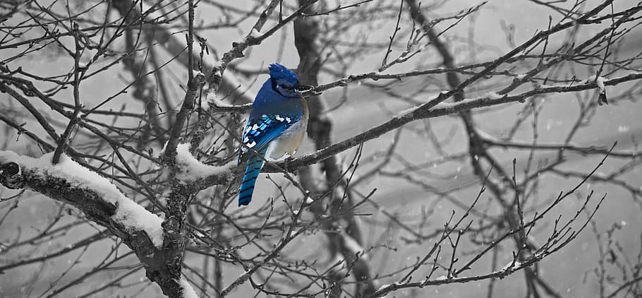 ocell, cobert, neu, blau, ocell, hivern, arbre, fred, jay, blau, brench, camaïeu, québec, fauna, naturalesa, branca, a l'aire lliure, fred - temperatura, animal, arbre nu, fauna animal, temes d'animals, planta, vertebrats, animals a la natura, un animal, posat, bellesa a la natura, cap gent, paó, centrar-se en primer pla, 5K