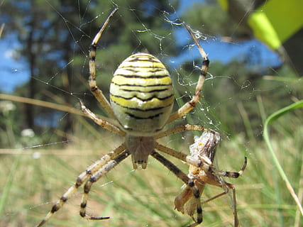 insecte, groc, macro, web, menjar, temes d'animals, animal, fauna animal, un animal, invertebrat, animals a la natura, aranya, teranyina, aràcnids, centrar-se en primer pla, primer pla, fragilitat, naturalesa, artròpode, dia, vulnerabilitat, a l'aire lliure, cap gent, zoologia, cames d’animal, 2K, CC0, domini públic, lliure de regalies