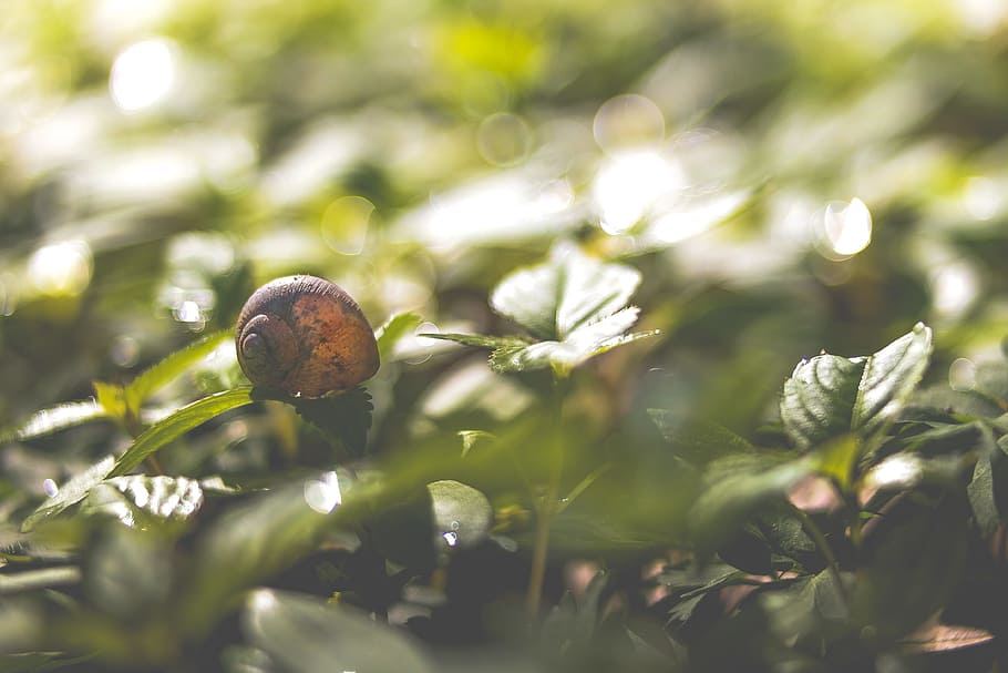 Nahansicht, Foto, Schnecke, braun, Grün, Blatt, kippen Fotografie, selektiver Fokus, Fotografie, grünes Blatt, Pflanze, Natur, Bokeh, Schale, grüne Farbe, Makro, Lebensmittel, keine Leute, Frische, Wachstum, draußen, Jahreszeit, Blume, Zerbrechlichkeit, Tag, Schönheit in der Natur, Pflanzenteil, Sonnenlicht, Verletzlichkeit, Ruhe, Tier, Weichtier, 4K