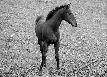paard, bruin, zwart, wit, dier, paardenkop, dieren wereld, natuur, veulen, natuurfotografie, zwart en wit, dierlijke thema's, zoogdier, veld-, huisdieren, gewerveld, vee, huiselijk, één dier, land-, dierenleven, geen mensen, dag, plantenetend, staand, gras, volledige lengte, 4K, CC0, publiek domein, royaltyvrij