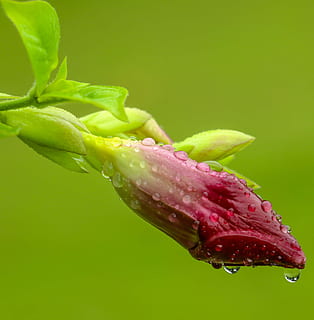 lyserød, blomst, dækket, vand, dråber, makrofotografering, Dipladenia, blomsterknopper, dug, tæt på, Foto, stilk, blad, plante, natur, grøn farve, makro, friskhed, dråbe, ingen mennesker, rød, våd, vækst, skønhed i naturen, sårbarhed, skrøbelighed, blomstrende plante, plante del, udendørs, begyndelser, grøn baggrund, blomsterhoved, regndråbe, renhed, 2K, CC0, offentligt domæne, royaltyfrie