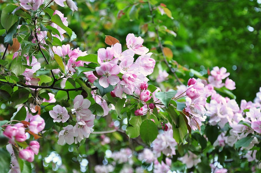Frühling, Sakura, Blumen, blühen, Frühlingsblumen, Kirsche, Rosa, Baum, Ast, Natur, blühende Pflanze, Blume, Pflanze, pinke Farbe, Frische, Zerbrechlichkeit, Schönheit in der Natur, Verletzlichkeit, Wachstum, Blütenblatt, Blatt, Nahansicht, Pflanzenteil, Blütenkopf, keine Leute, Blütenstand, draußen, lila, Gartenarbeit, 4K