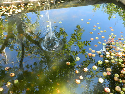 fallen, Schwimmbad, Garten, Apfel, Mischung, Wasser, reife Äpfel, Natur, keine Leute, Reflexion, Pflanze, See, schwimmend, Tag, Blatt, auf dem Wasser schwimmen, Baum, Pflanzenteil, transparent, draußen, Nahansicht, High Angle View, Schönheit in der Natur, Reinheit, 4K, CC0, gemeinfrei, lizenzfrei