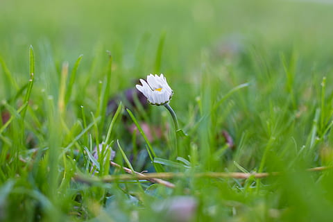 flor, margarida, grama, Urso, frutas, árvore, floresta, verde, madeira, natureza, panorama, florestas, floresta de outono, outono, foco seletivo, cor verde, campo, crescimento, plantar, frescura, planta com flores, beleza na natureza, terra, fragilidade, vulnerabilidade, cor branca, fechar-se, dia, pétala, ninguém, cabeça de flor, primavera, ao ar livre, 5K, CC0, domínio público, royalty free