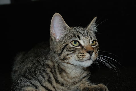 Sam Jack, gatto, gatti, animale domestico, gata, faccia di gatto, animale, mammifero, un animale, temi animali, animali domestici, domestico, felino, sfondo nero, girato in studio, ritratto, gatto domestico, baffo, parte del corpo animale, avvicinamento, vertebrato, guardando la fotocamera, nessuno, in casa, testa di animale, occhio animale, soriano, 4K, CC0, dominio pubblico, privo di copyright