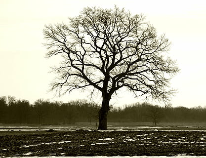 albero, individualmente, rami, estetico, natura della sagoma, umore, inverno, autunno, Trueb, albero nudo, la tranquillità, bellezza nella natura, cielo, scena tranquilla, pianta, campo, paesaggio, terra, scenics - natura, ambiente, scena non urbana, silhouette, natura, solitudine, cielo sereno, a distanza, temperatura fredda, nessuno, all'aperto, isolato, 4K, CC0, dominio pubblico, privo di copyright