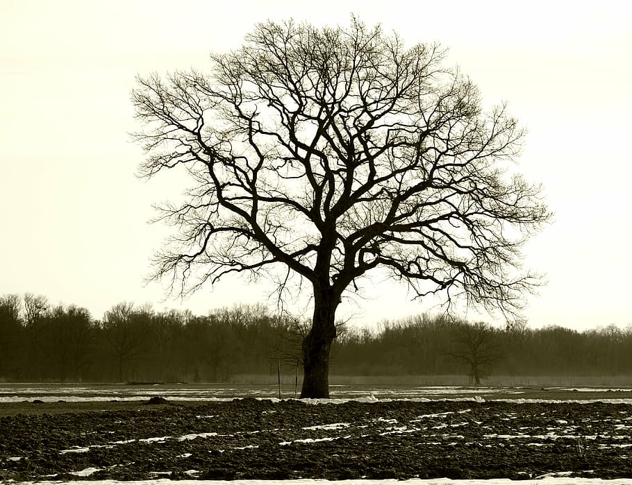 arbre, individualment, branques, estètic, silueta naturalesa, humor, hivern, tardor, trueb, arbre nu, tranquil·litat, bellesa a la natura, cel, escena tranquil·la, planta, camp, paisatge, terra, escenics - natura, medi ambient, escena no urbana, silueta, naturalesa, solitud, cel clar, remot, temperatura de fred, cap gent, a l'aire lliure, aïllat, 4K