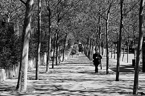 oscuridad, rama de árbol, cielo, arboles, árbol, rama, paisaje, naturaleza, Dom, hojas, bosque, iluminar desde el fondo, el maletero, seco, puesta de sol, azul, brote, otoño, hierba, parque, planta, luz solar, silueta, verano, perspectiva, ciudad, calle, persona, caminar, andar, contraste, soleado, calor, textura, tazas, bañador, madera, ligero, en blanco y negro, gente, al aire libre, el camino a seguir, gente real, para caminar, dirección, vista trasera, día, sendero, perspectiva decreciente, hombres, treelined, estilos de vida, longitud total, tierra, crecimiento, personas incidentales, 4K, CC0, dominio público, libre de derechos