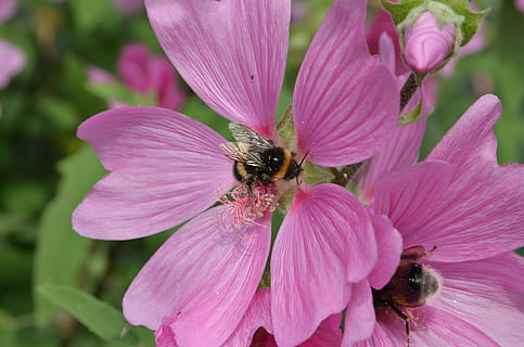humlebi, insekt, pollen, formering, mad, blomst, flora, lyserød, natur, blomstrende plante, kronblad, hvirvelløse, friskhed, skrøbelighed, sårbarhed, dyreliv, dyr i naturen, skønhed i naturen, plante, blomsterhoved, dyr, vækst, bi, tæt på, dyre temaer, lyserød farve, et dyr, bestøvning, ingen mennesker, udendørs, lilla, 4K, CC0, offentligt domæne, royaltyfrie