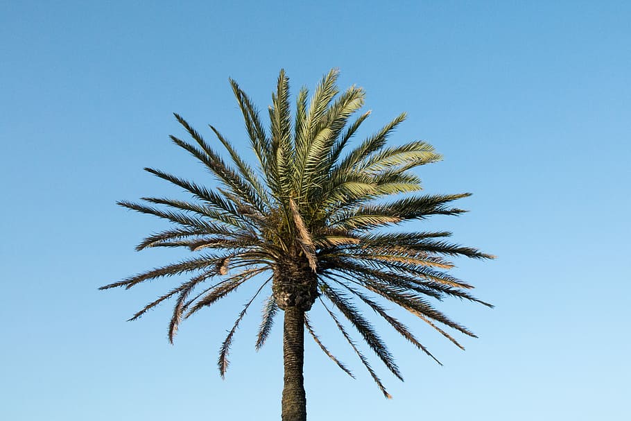 Palmera, arbre verd, palmell, arbre, coco, espanya, mallorca, assolellat, cel, palmera datilera, planta, cel clar, creixement, clima tropical, vista d’angle baix, naturalesa, cap gent, blau, dia, a l'aire lliure, bellesa a la natura, full, terra, arbre tropical, escenics - natura, fulla de palma, 5K
