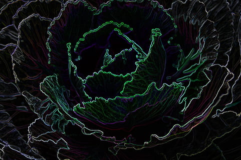 bordo, splendore, cavolo, parte del corpo umano, tecnologia, assistenza sanitaria e medicina, scienza, avvicinamento, in casa, colore verde, nessuno, modello, sfondo nero, fotogramma intero, sfondi, parte vegetale, foglia, pianta, verdura, bellezza nella natura, crescita, natura, mangiare sano, 2K, CC0, dominio pubblico, privo di copyright
