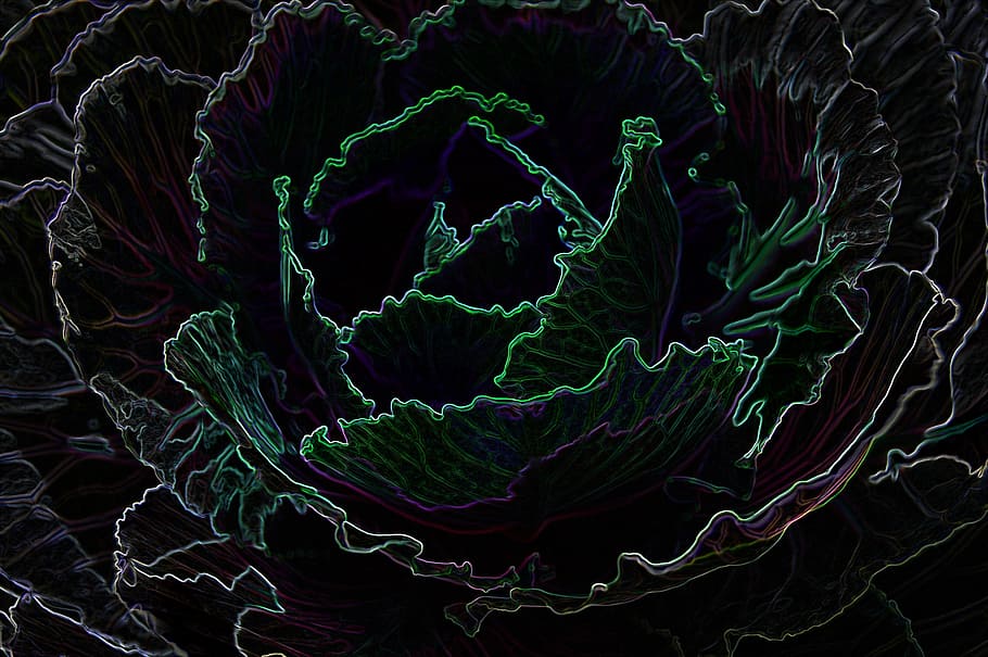bordo, splendore, cavolo, parte del corpo umano, tecnologia, assistenza sanitaria e medicina, scienza, avvicinamento, in casa, colore verde, nessuno, modello, sfondo nero, fotogramma intero, sfondi, parte vegetale, foglia, pianta, verdura, bellezza nella natura, crescita, natura, mangiare sano, 2K