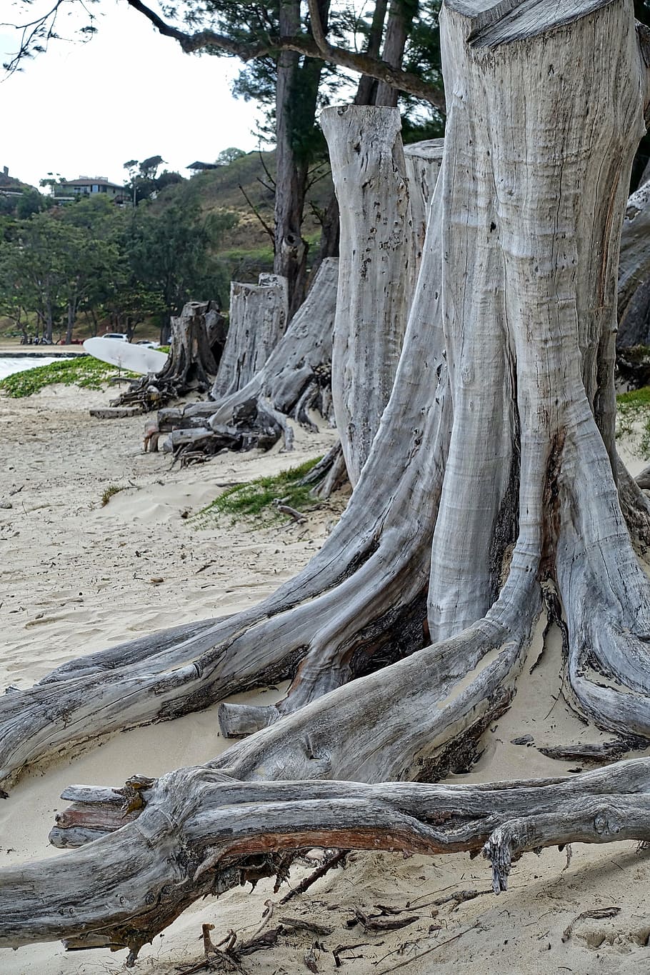tronc, arrels, nua, despullat, mort, medi ambient, planta, arbre, naturalesa, arrel, tronc de l'arbre, a l'aire lliure, dia, cap gent, bellesa a la natura, terra, escena no urbana, tranquil·litat, creixement, escenics - natura, escena tranquil·la, platja, rock, fusta, fusta flotant, 5K