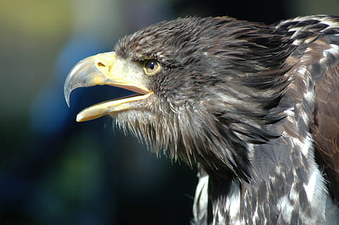 aquila 8, raptor, osservando, animale, uccello, temi animali, un animale, vertebrato, animali allo stato selvatico, uccello rapace, fauna selvatica, aquila, aquila - uccello, becco, concentrarsi sulle conoscenze acquisite, avvicinamento, parte del corpo animale, aquila calva, testa di animale, analizzare, cercare, guardare, guardando lontano, giorno, nessuno, all'aperto, vista profilo, occhio animale, 1080P, CC0, dominio pubblico, privo di copyright