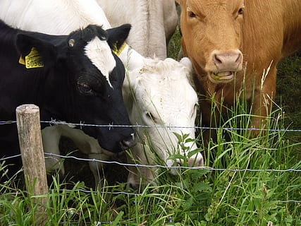 mucche, erba, siero, bestiame, temi animali, animale, animali domestici, mammifero, domestico, gruppo di animali, vertebrato, mucca, pianta, due animali, natura, nessuno, recinto, barriera, campo, confine, erbivoro, all'aperto, 2K, CC0, dominio pubblico, privo di copyright