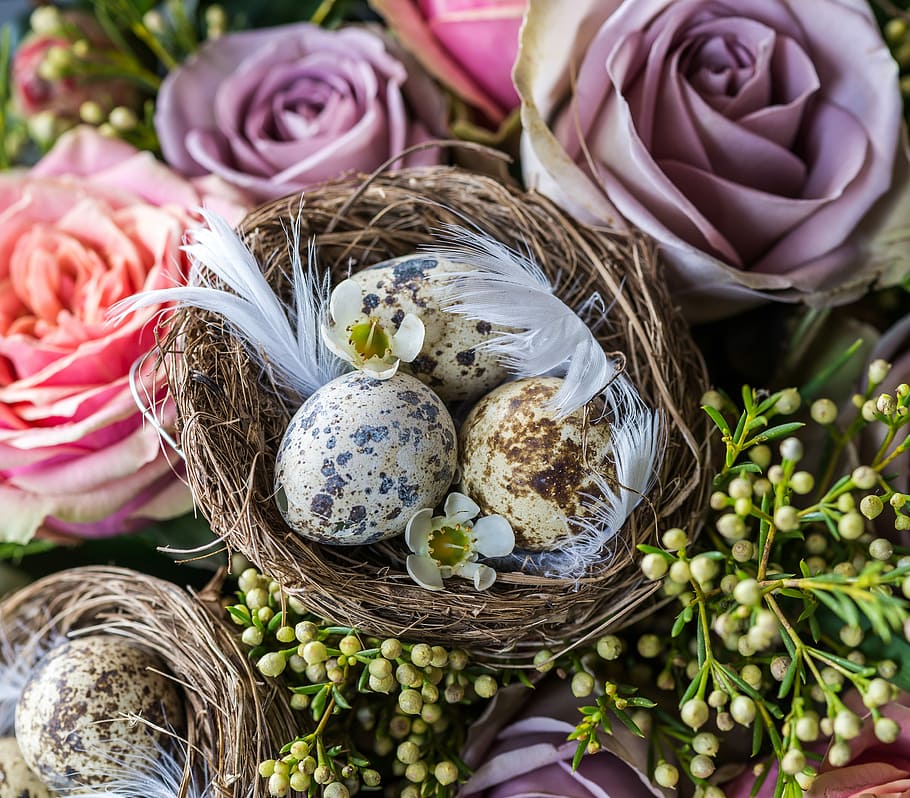 ovos de codorna, Castanho, ninho, flores, três, Páscoa, ovo, rosa, cesta, ninho de Pássaro, flor, frescura, planta com flores, plantar, recipiente, Comida, comida e bebida, beleza na natureza, vulnerabilidade, fragilidade, natureza, ninguém, ainda vida, fechar-se, cor rosa, ovos de pascoa, visão de alto ângulo, ao ar livre, cabeça de flor, roxa, ramalhete, 4K