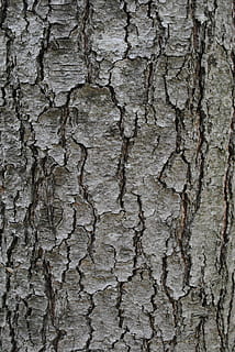 Textur, Baumrinde, Kofferraum, grau, texturiert, Hintergründe, Rau, geknackt, Vollbild, Nahansicht, Baum, Muster, gebaute Struktur, keine Leute, Baumstamm, Holz - Material, verwittert, Pflanzenrinde, Struktureffekt, beschädigt, alt, draußen, Oberflächenniveau, leer, 4K, CC0, gemeinfrei, lizenzfrei