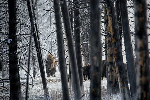 diversos, animals, gespa d'herba, envoltat, nua, arbres, bisons, búfala, bosc, neu, vida salvatge, naturalesa, parc nacional de Yellowstone, wyoming, EUA, hivern, paisatge, desert, salvatge, mamífers, a l'aire lliure, arbre, branca, tronc de l'arbre, tronc, terra, planta, cap gent, creixement, tranquil·litat, bellesa a la natura, temperatura de fred, dia, primer pla, enfocament selectiu, 2K, CC0, domini públic, lliure de regalies