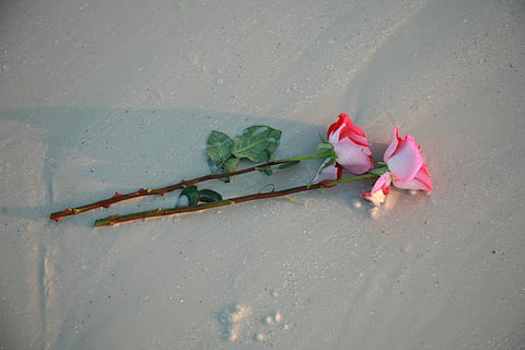 Due, Rose, spiaggia, fiore, romanza, bellezza nella natura, natura, colore rosa, pianta, rosa, pianta fiorita, vista dall'alto, petalo, freschezza, giorno, avvicinamento, nessuno, vulnerabilità, fragilità, strada, all'aperto, parte vegetale, foglia, testa di fiore, 4K, CC0, dominio pubblico, privo di copyright