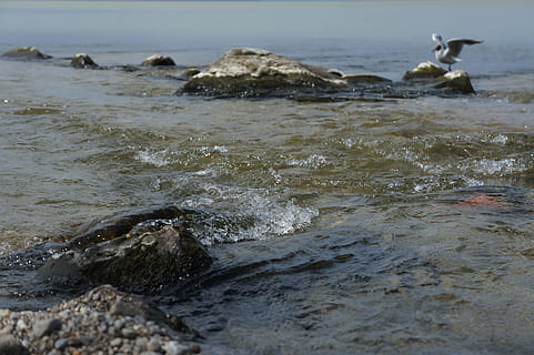 Chiemsee, Chieming, bavaria, alpin, lac, apă, ştrudel, pescăruş de mare, natură, nici o persoana, animale în sălbăticie, zi, un animal, mare, mişcare, animal, plajă, val, animale tematice, teren, animale vertebrate, animale sălbatice, stâncă, frumusețe în natură, obiect de rocă, sportiv, bălăceală, în aer liber, apă curgătoare, marin, 4K, CC0, domeniu public, fără drepturi de autor