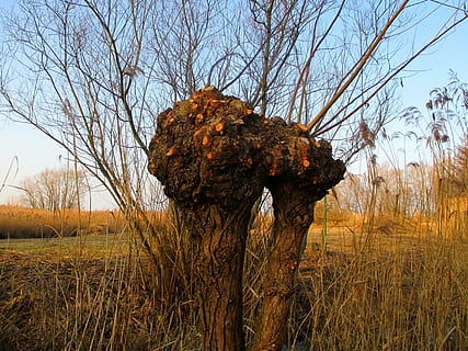 natur, beitemark, tre, stenger, grener, stamme, siv, januar, anlegg, land, felt, gress, himmel, ingen folk, vekst, ro, dag, rolig scene, skjønnhet i naturen, ikke-urbane scene, miljø, landskap, naturskjønnhet - natur, utendørs, tørke, bare tre, endring, 4K, CC0, offentlig domene, opphavsrett gratis