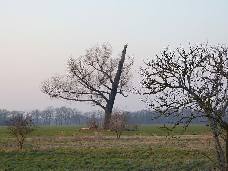 arbre, llamps, trama, paisatge, trama de llamps, arbre nu, agricultura, cap gent, escena rural, camp, planta, tranquil·litat, terra, bellesa a la natura, cel, escena no urbana, medi ambient, escena tranquil·la, escenics - natura, naturalesa, branca, tronc, remot, tronc de l'arbre, solitud, aïllat, a l'aire lliure, planta morta, 4K