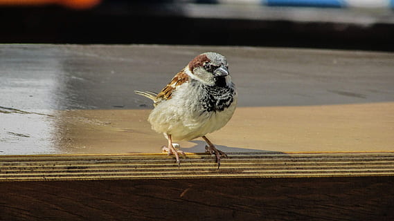 Sparrow, Visitor, Bird, Hungry, looking, one animal, animal themes, animals in the wild, animal wildlife, no people, vertebrate, focus on foreground, close-up, day, perching, full length, wood - material, outdoors, nature, sunlight, shadow, 2K, CC0, public domain, royalty free