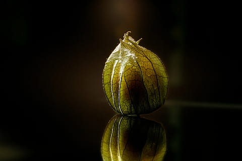 groc, marró, flors, fotografia macro, physalis, macro, tancar, fruita, saludable, vitamines, reflexió, menjar i beguda, fons negre, cap gent, frescor, tir de l'estudi, alimentació saludable, primer pla, menjar, a l'interior, benestar, color verd, natura morta, centrar-se en primer pla, sol objecte, còpia espai, simetria, cirera d’hivern, madur, 5K, CC0, domini públic, lliure de regalies