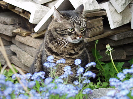 kat, profil, hoved, sidde, kæledyr, tomcat i, glemme, indenlandske kat, feline, indenlandske, dyre temaer, et dyr, pattedyr, husdyr, dyr, hvirveldyr, plante, ingen mennesker, dag, bakkenbart, arkitektur, bygget struktur, lav vinkel visning, natur, selektiv fokusering, 2K, CC0, offentligt domæne, royaltyfrie