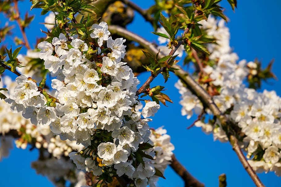 fotografia d'angle baix, blanc, flors de pètals, Flors de cirerer, florir, primavera, arbre, branca, flor, flor blanca, cirera, plena floració, esplendor blanca, cel, flor de cirerer, arbre fruiter, frühlingsanfang, tancar, apogeu, kaiserstuhl, planta amb flors, planta, fragilitat, bellesa a la natura, vulnerabilitat, creixement, frescor, naturalesa, primer pla, centrar-se en primer pla, cap gent, Color blanc, pètal, cap de flor, llum solar, a l'aire lliure, cirerer, pol·len, polinització, 4K