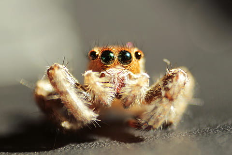 insect, spin, macro, dierlijke thema's, dier, dierenleven, spinachtige, ongewerveld, geleedpotige, één dier, detailopname, springende spin, dieren in het wild, selectieve aandacht, zoölogie, geen mensen, buitenshuis, natuur, oog, dierlijke lichaamsdeel, dierlijk been, dierlijk oog, klein, giftig, 4K, CC0, publiek domein, royaltyvrij