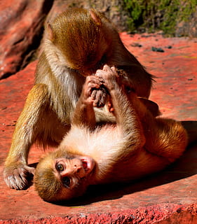 jove, mico, jugar, lluita, primat, mamífer, vida salvatge, salvatge, bonic, divertit, macaque, Índia, fauna animal, animals a la natura, grup d’animals, dos animals, animal jove, vertebrats, família d’animals, cap gent, unió, dia, assegut, centrar-se en primer pla, naturalesa, zoo, a l'aire lliure, cura, boca oberta, babuí, 2K, CC0, domini públic, lliure de regalies