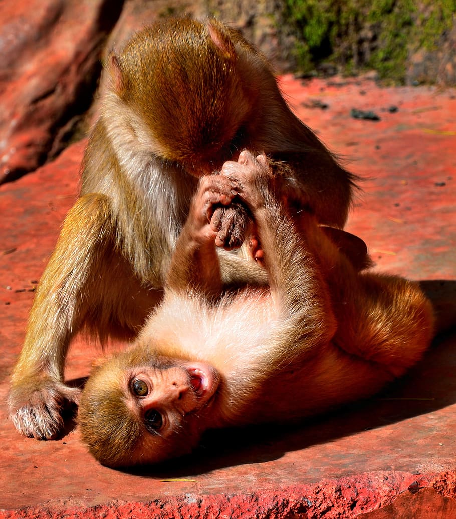 jove, mico, jugar, lluita, primat, mamífer, vida salvatge, salvatge, bonic, divertit, macaque, Índia, fauna animal, animals a la natura, grup d’animals, dos animals, animal jove, vertebrats, família d’animals, cap gent, unió, dia, assegut, centrar-se en primer pla, naturalesa, zoo, a l'aire lliure, cura, boca oberta, babuí, 2K