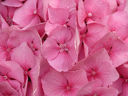 hydrangea, hydrangea macrophylla, semak hias, berwarna merah muda, bunga, mekar, berkembang, Taman bunga, flora, stok bale, menanam, tanaman berbunga, warna merah jambu, daun bunga, kesegaran, bingkai penuh, kerapuhan, merapatkan, latar belakang, kerentanan, keindahan di alam, hal berkembang, kepala bunga, pertumbuhan, tidak ada orang, alam, hari, di luar rumah, kelimpahan, 2K, CC0, domain publik, bebas royalti