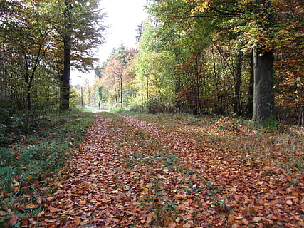 skogssti, sti, skog, høst, natur, tre, anlegg, endring, blad, plante del, vekst, land, ro, veien forover, faller, skjønnhet i naturen, dag, retning, rolig scene, naturskjønnhet - natur, gangsti, ingen folk, ikke-urbane scene, blader, utendørs, falle, naturlig tilstand, høstsamling, 2K, CC0, offentlig domene, opphavsrett gratis