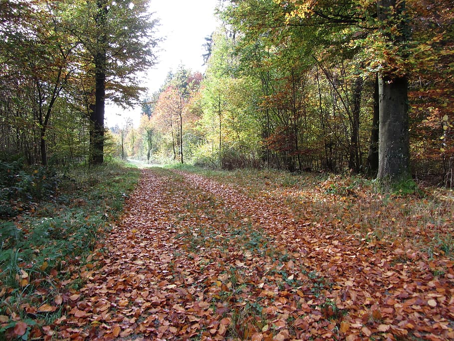 camí forestal, Camí, bosc, tardor, naturalesa, arbre, planta, canvi, full, part de la planta, creixement, terra, tranquil·litat, el camí a seguir, caient, bellesa a la natura, dia, direcció, escena tranquil·la, escenics - natura, sendera, cap gent, escena no urbana, fulles, a l'aire lliure, caure, condició natural, col·lecció de tardor, 2K