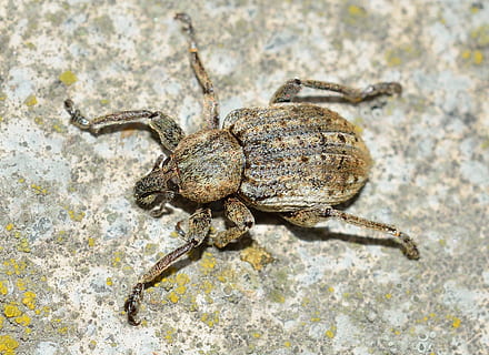 hmyz, brouci, weevil, brouk, zvíře, Příroda, volně žijících živočichů, detail, makro, členovců, zvířat, jednoho zvířete, zvířata ve volné přírodě, nikdo, vysoký úhel pohledu, bezobratlý, zoologie, den, venku, pavoukovec, rock - objekt, Skála, pevný, námořní, 1080P, CC0, veřejná doména, bez autorských práv